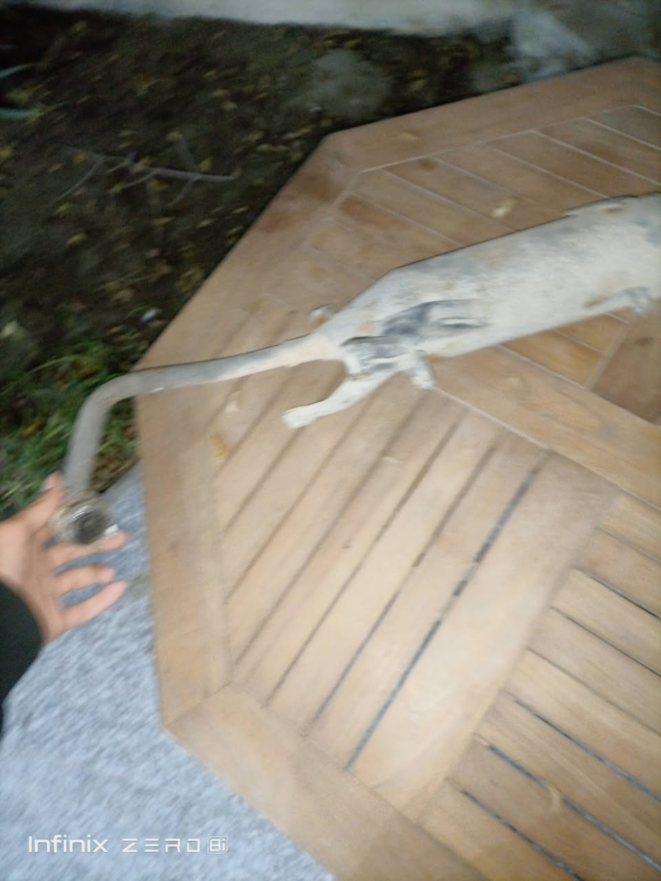 صالنصه 120بلاديه قطره لحيم مابيه للبيع سعر 20الف للتواصل *********** واتساب عنوان بغداد الامين الثانيه
