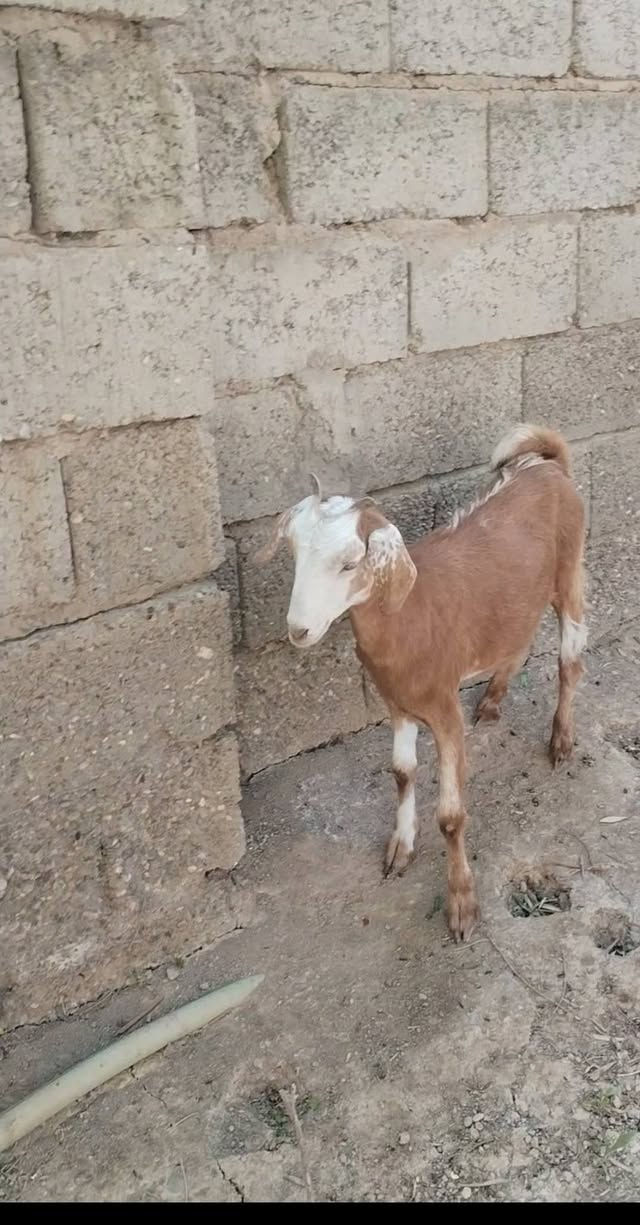 السلام عليكم بسم الله ما شاء الله
صخله للبيع ناصحه خير من الله اعشرة  السعر150
العنوان بغداد التاجي
***********  واتساب
***********  واتساب
