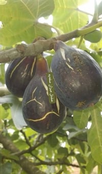 مشتل ميران • اشجار • ابيض