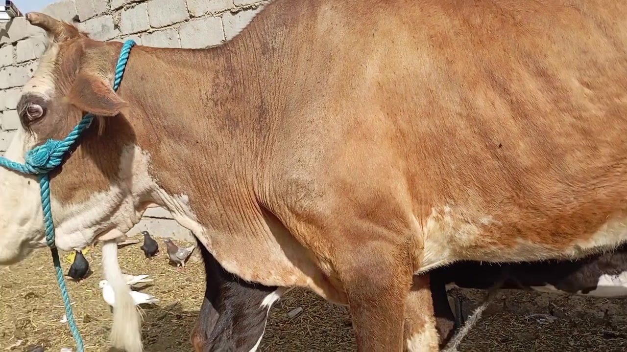 اللهم صل على محمد وال محمد هايشة سمنتال عليها عشار قل شهرين وتحلب متعهد كافت شروط جني بابل الشوملي سعر مناسب جداً الشراي ويوجد خدمت توصيل كل محافظات وحسب تفاق ***********
