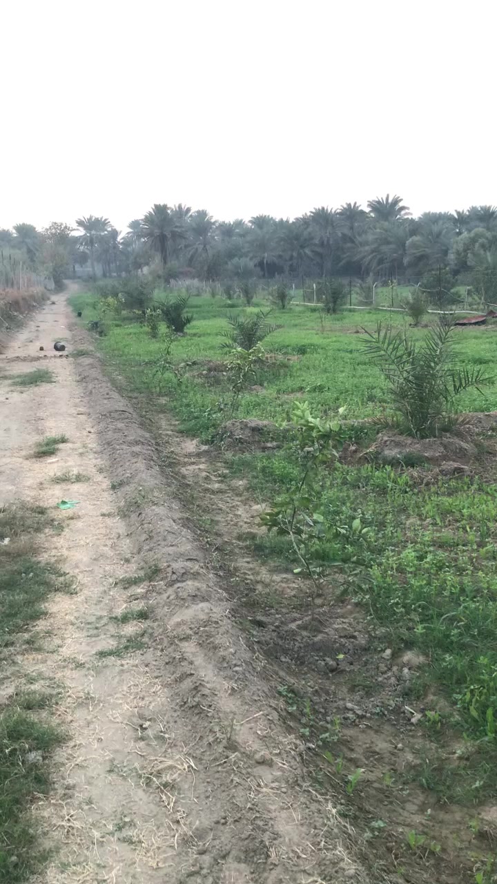 الصويره - منطقة الداور الشرقي الكفيفان 
للبيع ارض  زراعيه بستان مساحه 18 دونم طابو زراعي سند (25) 
من ضمنه 3  دونم شاطيه 
تحتوي على نخل مجهول 160 نخله 
تحتوي على نخل برحي 50 نخله 
تحتوي على انواع اخرى من النخيل 
تحتوي على انواع الحمضيات 
الارض مزوده منظومه ماء للسقي غطاس مع بواري 
تحتوي على بيوت عدد (2) 
الارض مسيجه بالكامل مع عمل حجر من جهة الشط 
تبعد عن جسر الصويره 5 دقايق 
متوفر كافة الخدمات 
سعر الدونم 55 مليون - تباع بالكامل 
@#الجميع
***********
