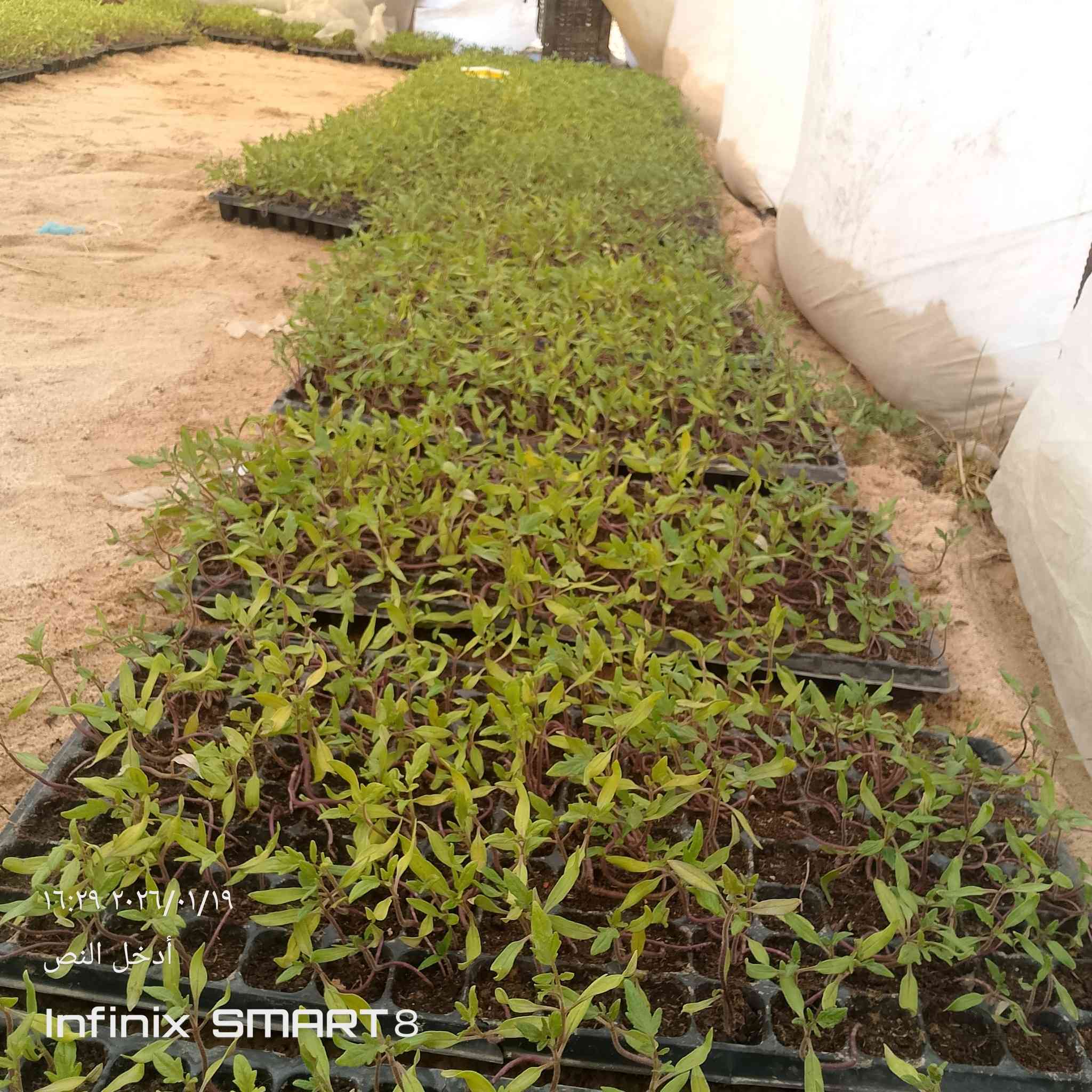 سلام عليكم دايه 🍅طماطه مقاوم للبيع ‏‪***********‬‏
