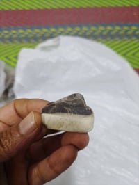 عطف وسلوى • خامة