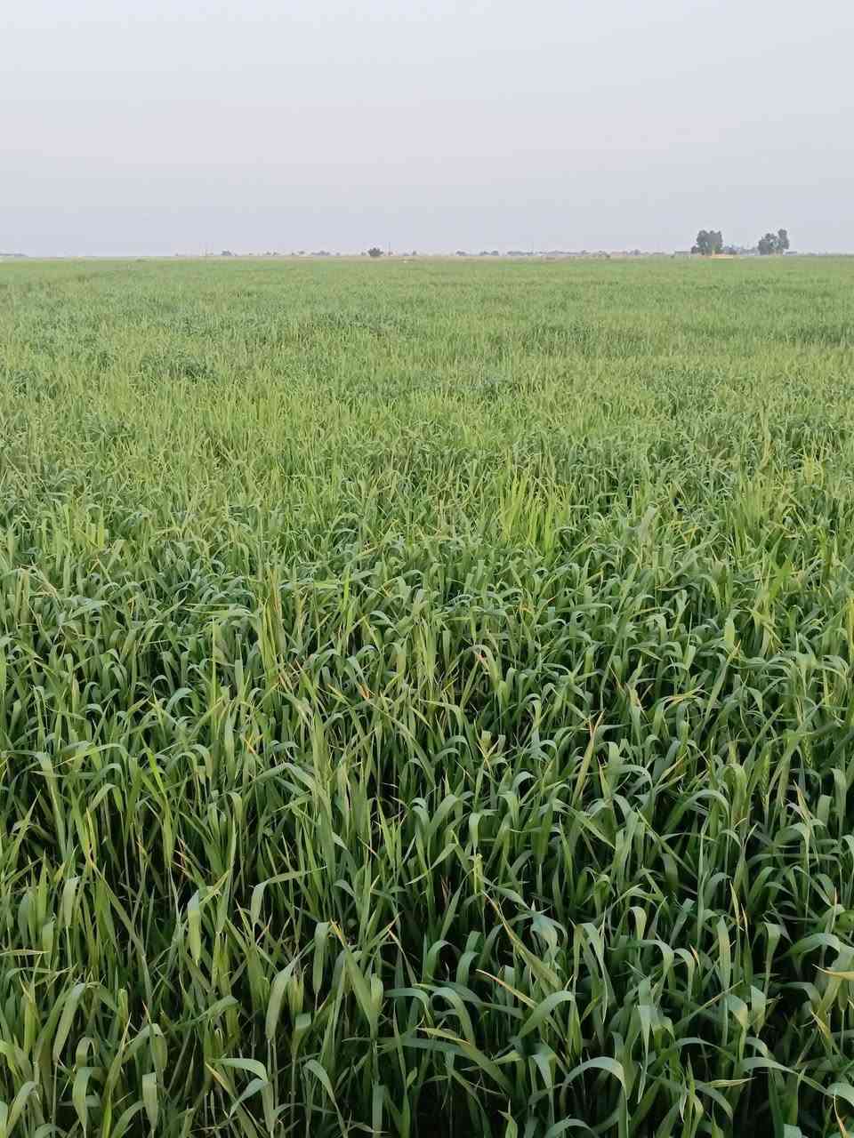 السلام عليكم 

أرض للبيع 40 دونم مع بيت طريق سيد أحمد الرفاعي منطقة العتول 
للأستفسار الأتصال ع ***********
