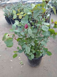 جوري سلطاني • عطري • شارع ابو رندة