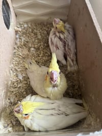 تك 25 وبي مجال 07731860957