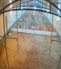 حقل دواجن • ٦٠×١٢ • الجزيره مفرك لصمه