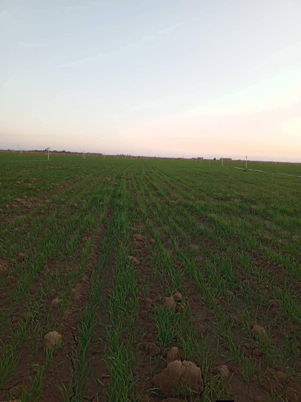 السلام عليكم يوجد أرض زراعية جاهزه للزراعة المساحة 63 دونم يوجد فيها مرشة أرضية 45 خط  مع بئر ماء حفر جديد العمق 166 متر ماطور 50 حصان مع بنب اس بي 60 ابو 18 كور المكان الناعمة شارع تبليط واصل لحد الأرض تريد شراء  يرهم كلشي الخاص مفتوح ،،، رقم الهاتف ،، *********** ،،، صدام ابو عدي
