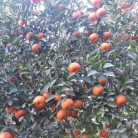 مشتل نور الهدى • شتلات حمضيات • لانكي عراقي