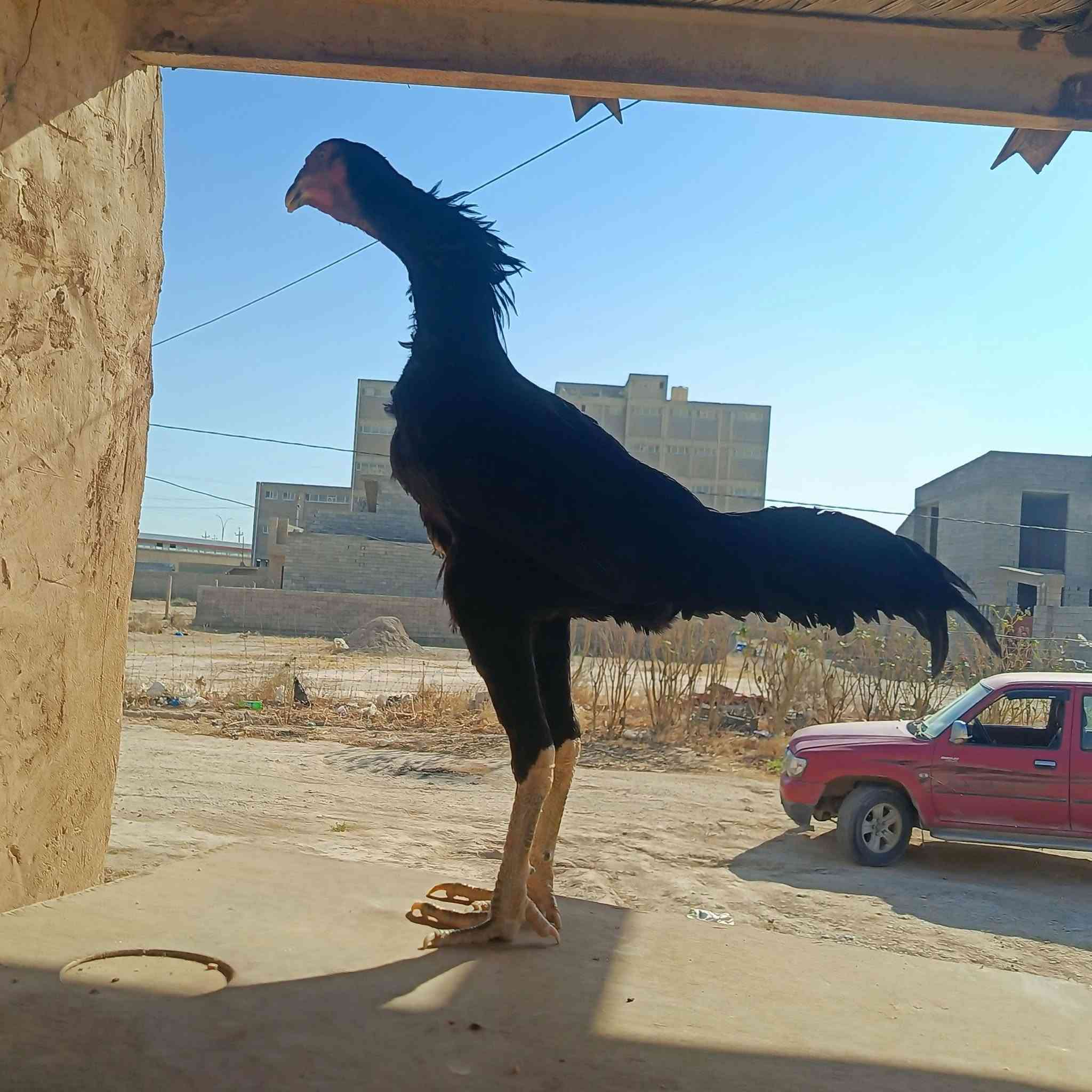 مخلف هزاز كوبرا خشن فول هزاز تكريت صلاح الدين ***********8التفاصيل أول تعليق
