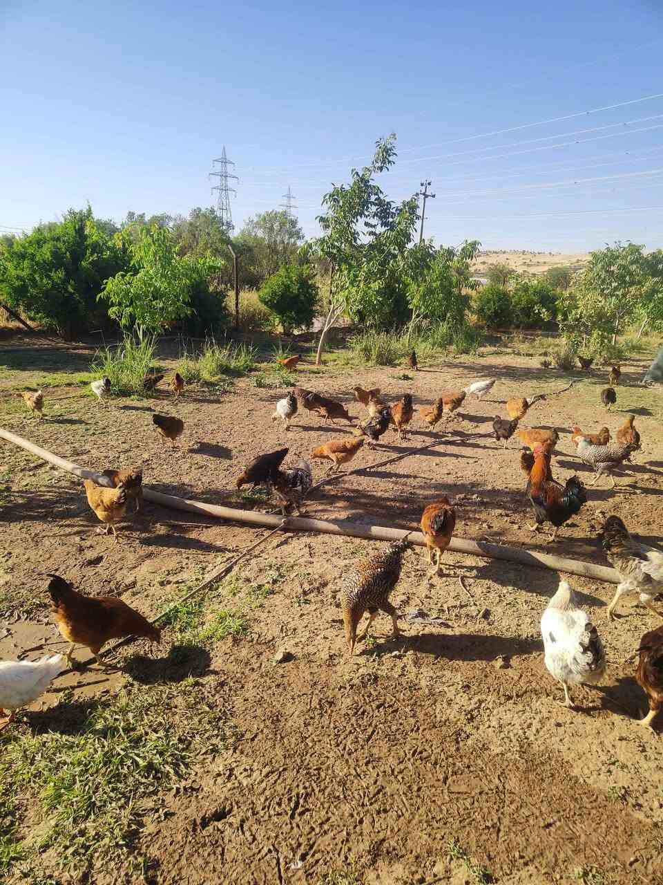 مریشکو کەڵەشێر وادێنە هێلکە لێی هاتۆتە هێلکە    لەکەڵ جوجکەی زۆر جوان هەمو جۆرێکی تیایە  لەباخا بە خ    *********** السليمانية, العراق
