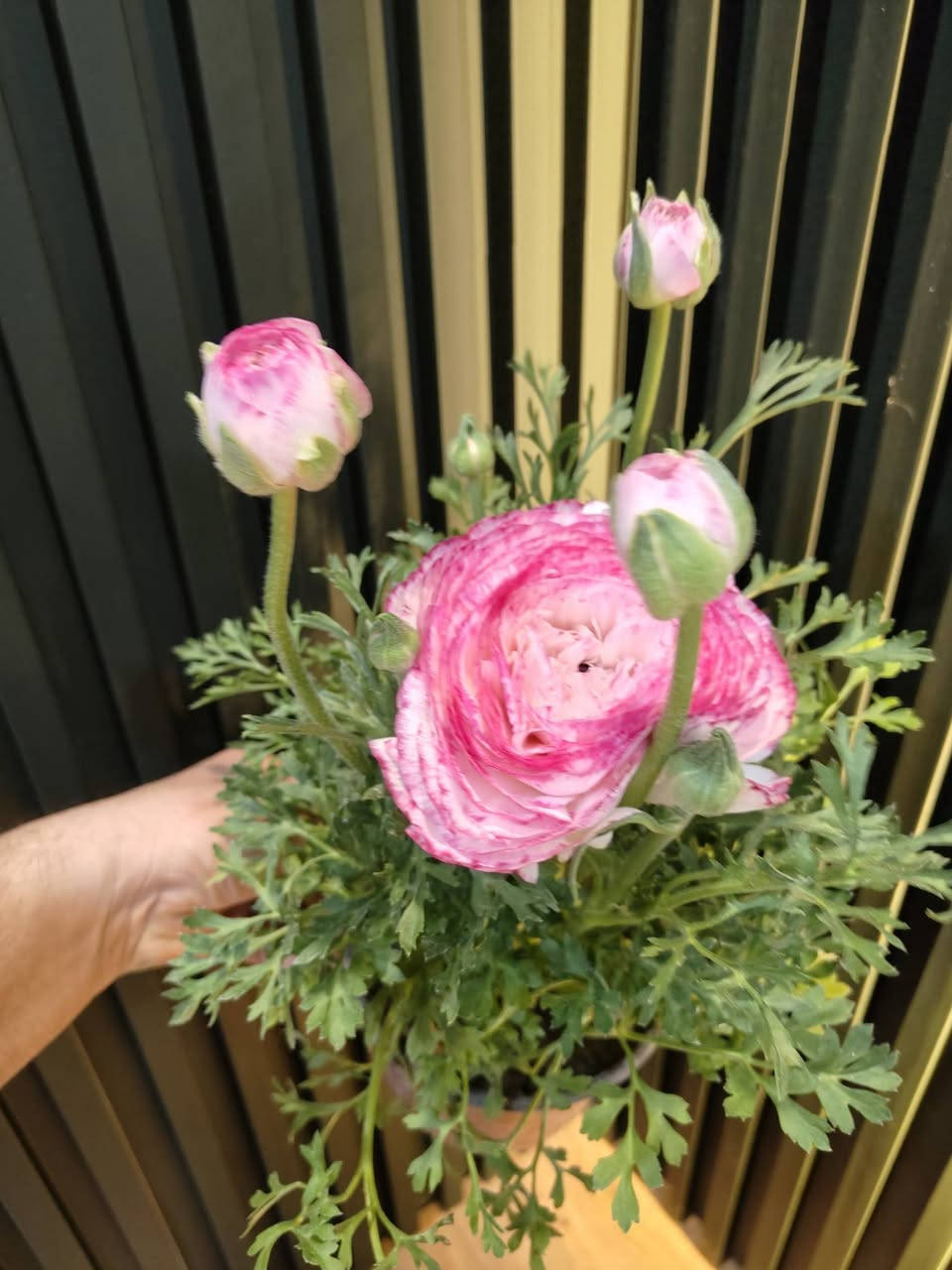 زبائننا الكرام
مثل ما عودناكم 

وصول وجبة جديدة من النباتات الظلية والخارجية

وباسعار مناسبة للجميع كما تتوفر مجموعة من السنادين 

ومستلزمات الزراعة والعناية بالنباتات 

جميع النباتات بصحة جيدة ومطابقين للصورة

مكاني موصل حي السكر قرب جامع الرحمة 

يوجد توصيل داخل الموصل ولجميع محافظات العراق 

للحجز والطلب مراسلة الصفحة او التواصل على رقم الواتس 

***********

لمعرفة الاسعار علق عالنبتة التعجبك ونردلك السعر 

#برعم_للنباتات_المنزلية
#نباتات_ظلية
