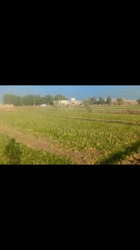 الديوانية • ٩دونم • نخل ورمان