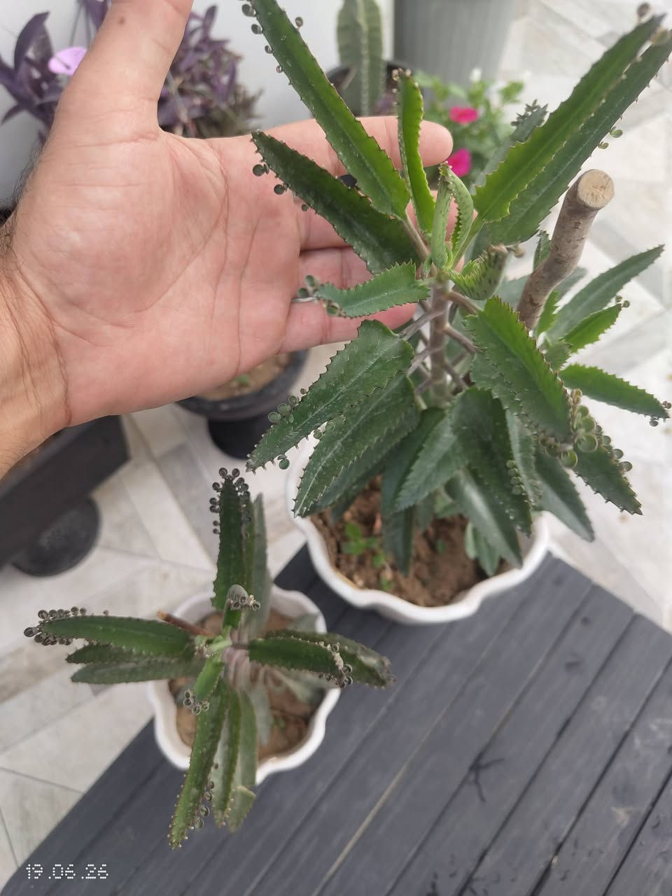 فك تمساح نبات قوي ومعروف ، نص متر ، سندان سيراميك ، سعر 10


**إذا كنت صاحب هذا الإعلان وتريد حذفه لأي سبب، رجاءا أرسل رسالة إلى الدعم الفني**