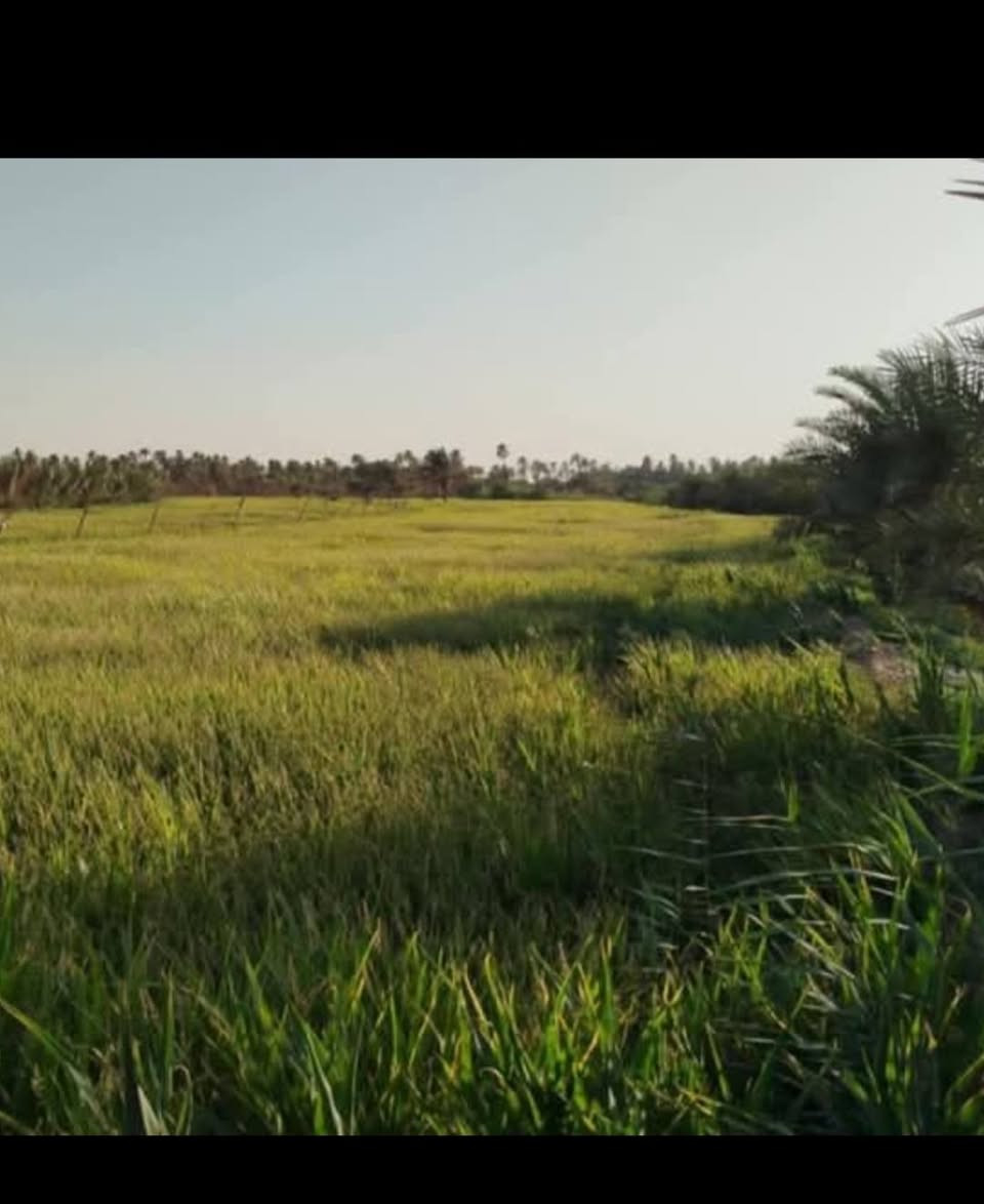 للبيع كاع زراعيه معدله ليزر. متوفر ماي صيف شتاء طابو زراعي سند  ٢٥ تحويل مباشر باسم المشتري مساحه ١٠ دونم و٢٠ و٣٠ و٧٠  دونم متوفر سعر الدونم بلاش ١٥ مليون العنوان حله خلف جامعة بابل البزل الرءيسي جهة اطفيل ال سهلان ***********  و***********
