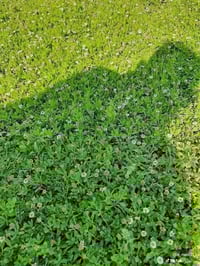 ثيل ديالى • طبيعي • توصيل ٢٤ ساعة