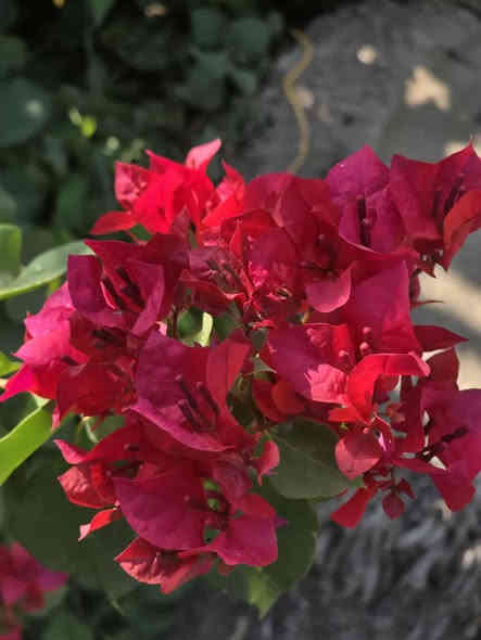 السلام عليكم اهلنا
توفرت شتلات جهنمي متسلق الوان نادرة
الشعله الذهبيه ٥الى ٧ الوان ارتفاع مترين مزهرة 
الاحمر الدموي ارتفاع من متر ونص لل مترين 
البنفسجي ارتفاع متر ونص 
وتوجد جميع النباتات الخارجيه نباتات الزينه والمثمرة 
للاستفسار مراسله الصفحه او الاتصال ***********وات ساب 
ملاحظه التوصيل داخل المحاويل مجان
