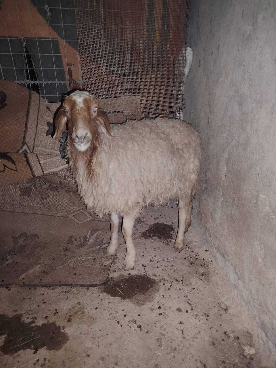 نعجه مال جنيه خشاان فول لجبه مال حليب شرط النصاح تاكل اخضر يابس 
سن وسطر ونصاح السعر مالها  (190) الف بلاش البلاش


**إذا كنت صاحب هذا الإعلان وتريد حذفه لأي سبب، رجاءا أرسل رسالة إلى الدعم الفني**