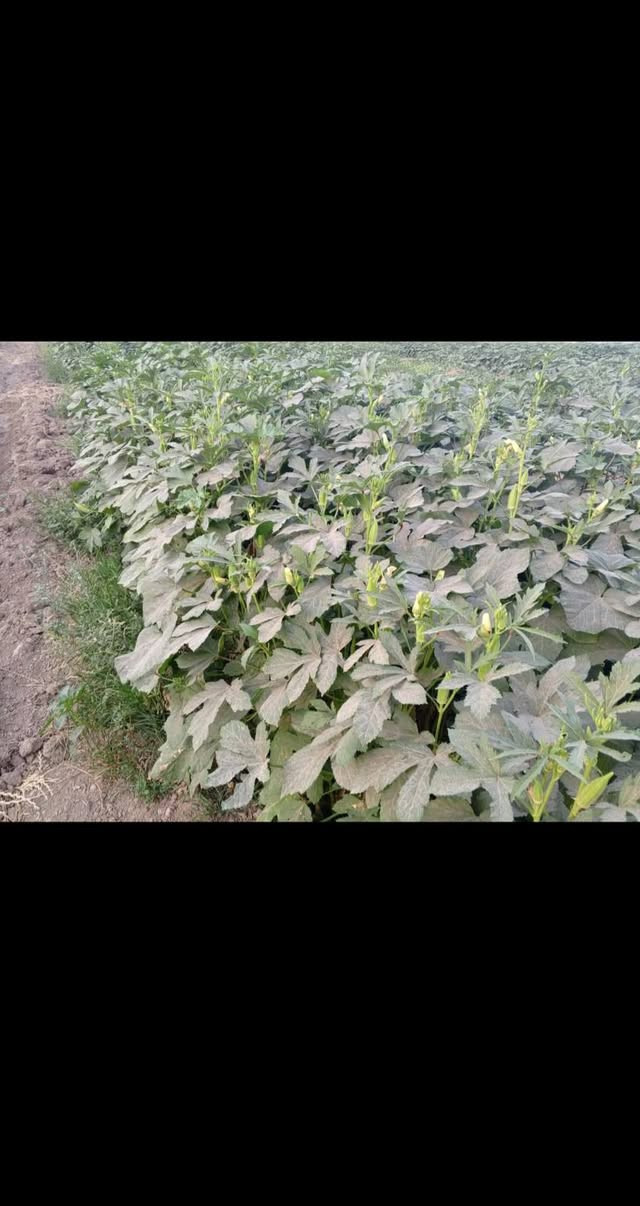 توجد لدينا بذور باميه فرنسيه الاربعينيه متعهده شرط التعهد والإنتاج لون فاتح للثمر علوها شبر تنتج للإستفسار ***********
