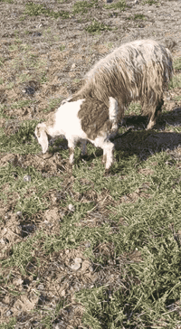 جذعه اول بطن وراها جدي مكاني فلكه الفرسان
