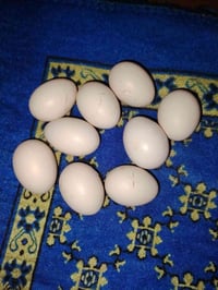 متاح بيض مال دجاج ابو لحيه الي يريد يجي خاص او رقمي 07506741087