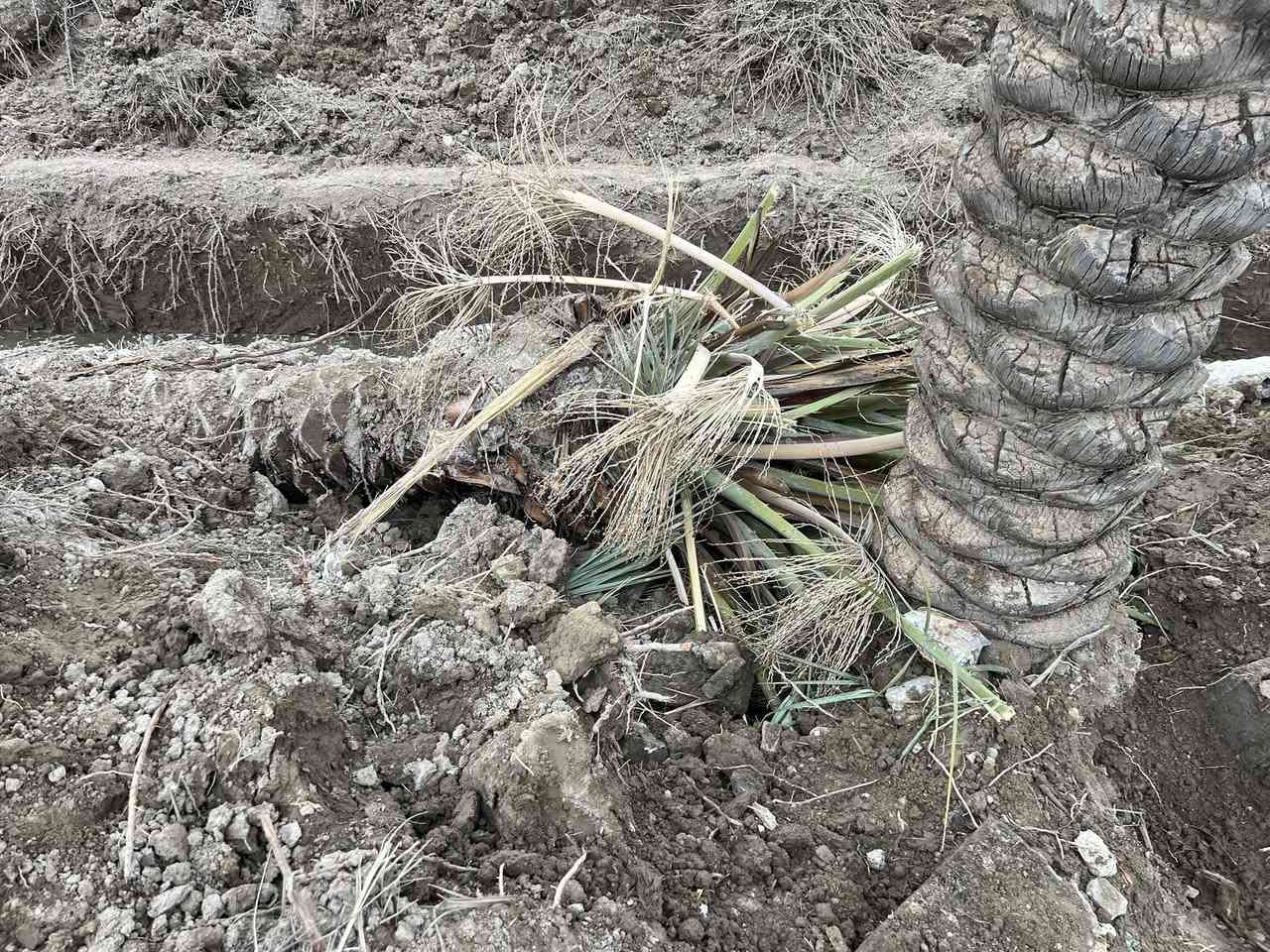 السلام عليكم عندي نخل كثر وحده
@إشارة
مثل ماموضح بالصوره يرهم شتال ويرهم جمال العنوان الطيفية كيلو 14ا لاتصال ***********  /***********
