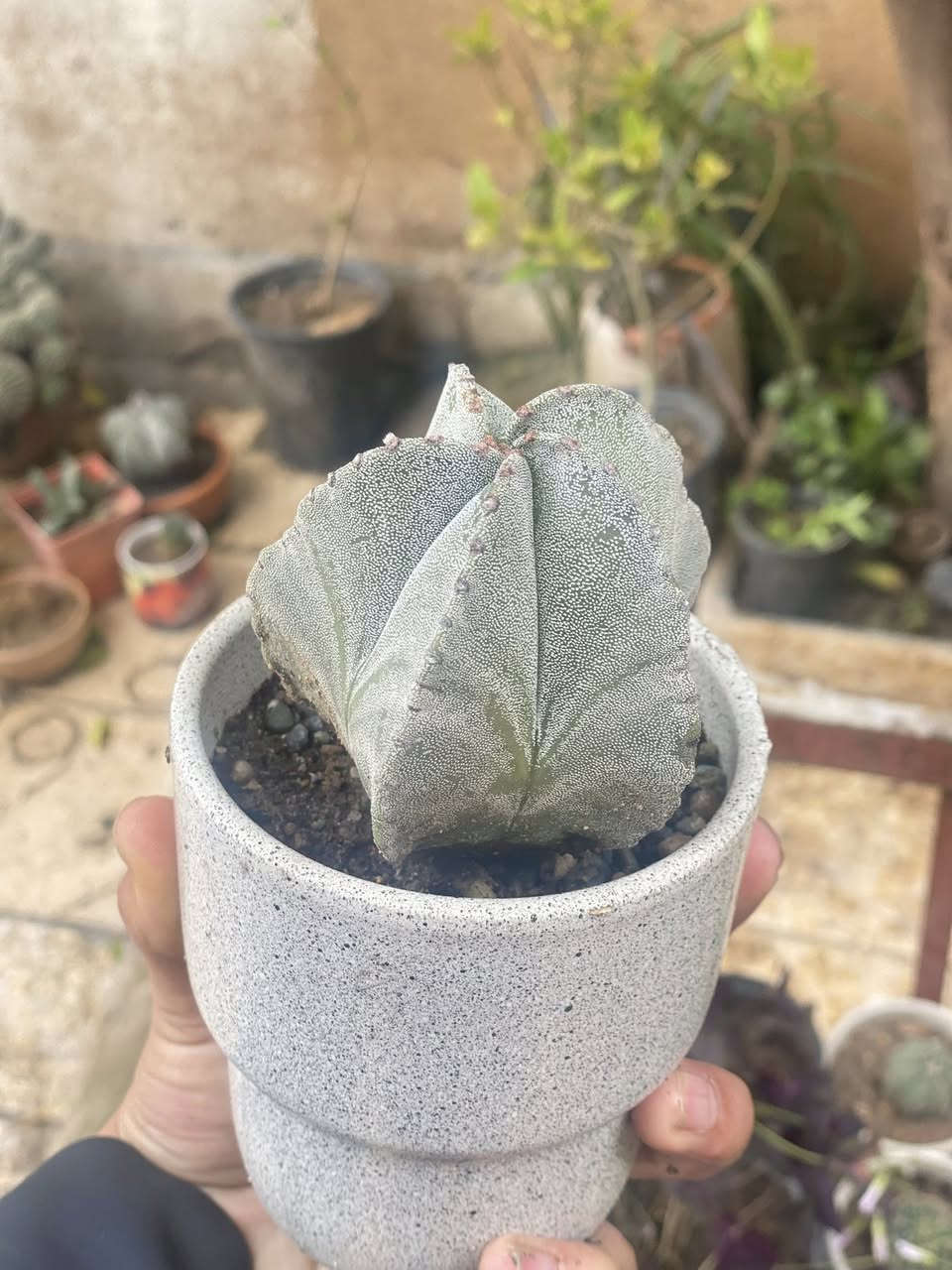 نبتات صباريات من نوع عصاري سعر 5000 عمر شتله فوق 8سنوات من نوادر


**إذا كنت صاحب هذا الإعلان وتريد حذفه لأي سبب، رجاءا أرسل رسالة إلى الدعم الفني**