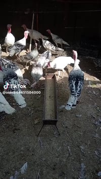 تكريت • حي الديوم • مكاني للبيع