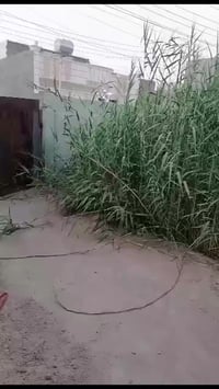 الزيتون • قرب محطة • بيت للايجار