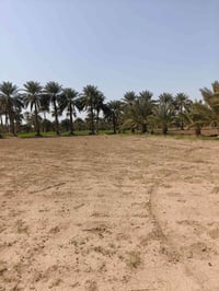 دونم • طابو زراعي • نزلة ربع ابراهيم