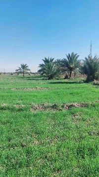 ٤ دوانم • طابو زراعي • تاجي سبع البور