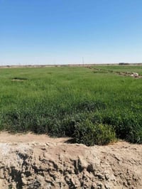 السماوه الرحاب • ١٢٠ دونم • شروه للبيع