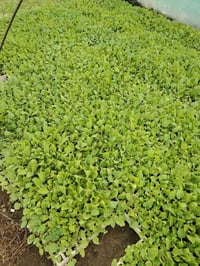 شتلات خضار • طماطة باذنجان فلفل • ٢٠٠ عين