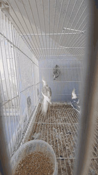 متاح كوكتيل بتي زوج نثيه وفحل نشطات ونضيفات مكان ديالى شهربان سعر خاص ***********
