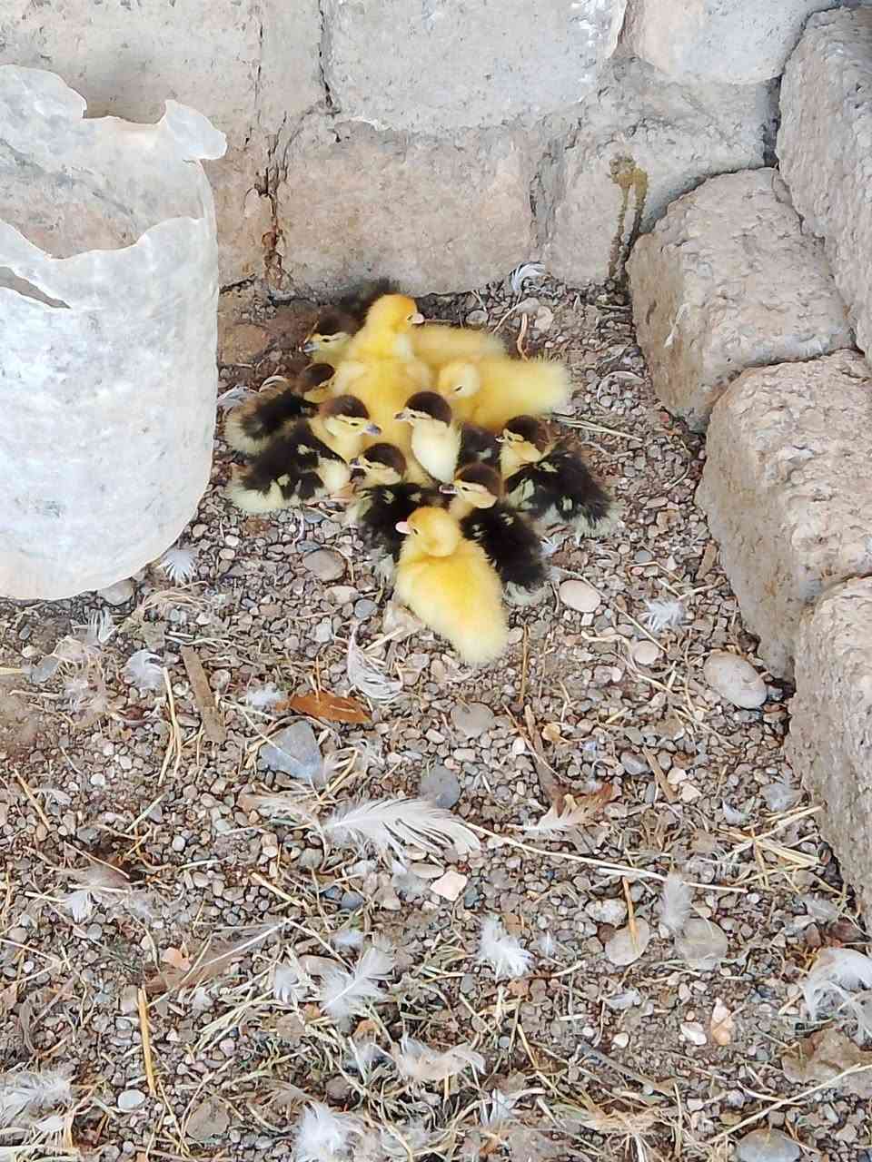 للبيع كرك بط رقم الهاتف ***********
