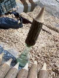 بكارات صفصاف عراقي فقط جمله اسعار مناسبه جداً يوجد توصيل لجميع المحافظ...