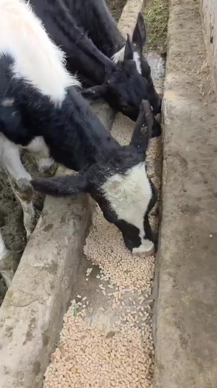 اعلاف كربلاء (***********)
(انتاج العتبة الحسينية المقدسة )
يوجد توصيل من كيس واحد  الى ١٠٠ طن 
سعر الطن (٦٠٠ )
1.نسبة البروتينات ١٥ %
2.مكونات العليقة(١٤ ) مادة 
.........مكونات العليقة .......
.نخالة 
.شعير 
.ذرة صفراء 
.طحين علفي 
.فول الصويا
.سحالة 
.يوريا 
.ملح
.مولاس 
.كالسيوم 
.بريمكس 
.خميره حيه 
.حجر كلس 
.قشرة
