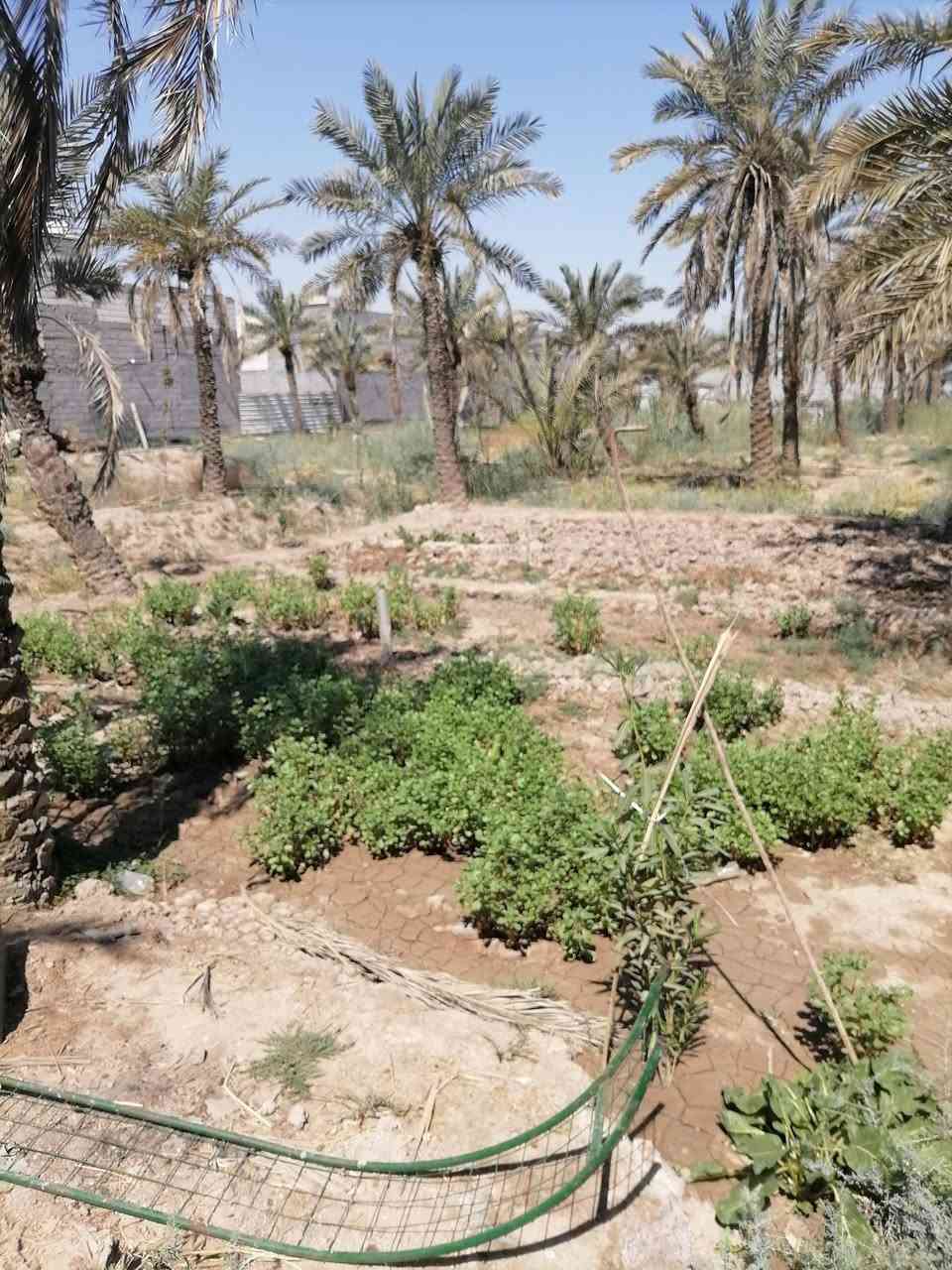 دونم طابوزراعي وطابو عراقي للبيع ادونم مزروع برحي وشجار وبي حوض ماي حلو وعلى شط مباشر كافت الخدمات للاستفسار الاتصال على الرقم *********** مكان كلش حلو ومرتب ابوالخصيب طريق ابوكوصرا يم سنتر طه وسعر على الخاص جدن مناسب
