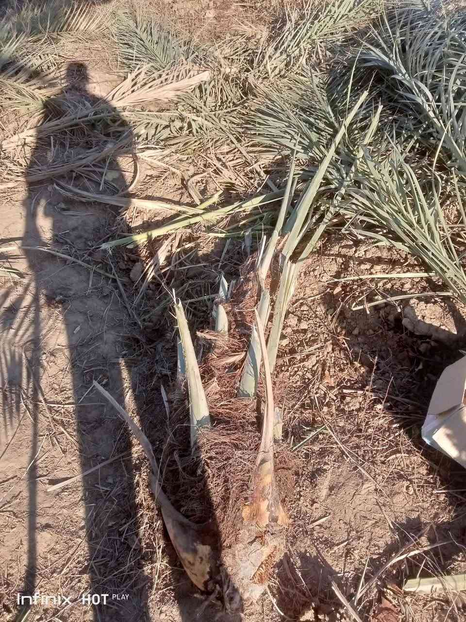 يوجد فسائل زهدي وخسته للبيع مثل الي بالصوره حجم من دبة الغاز وانته صاعد السعر 7الاف والي يريد كميه نداريه 

***********
