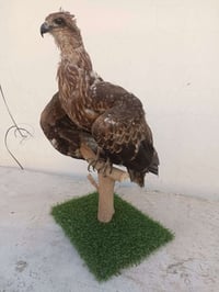 صكر محنط شكل فخم هيبة حجم كبير السعر 105 الف والتوصيل مجانا للحجز واتس...