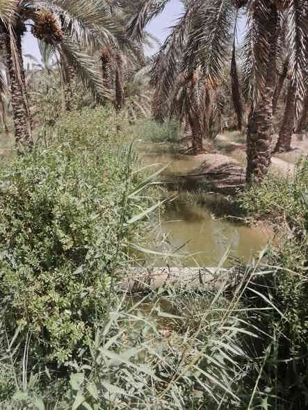 دار سكن طابقين في ابي الخصيب /البلد طابو صرف عرصه المساحة 707 متر مربع بناء  التسعينات مع مشتمل + ديوان مستقل بناء 2016 اضافة الى بستان مساحته 750م طابو مستقل مع بستان ثاني طابو مستقل ايضا مساحة ٧٠٠م (ثلاثة طابوات مستقله) وعلى نهر يحتوي على ٤٠ نخله ١٣ برحية والباقي انواع كنطار وبريم وعويد وساير وسكري وحلاويات ٤ السعر 425 مليون وبي مجال 
للاستفسار الاتصال واتساب  ***********
