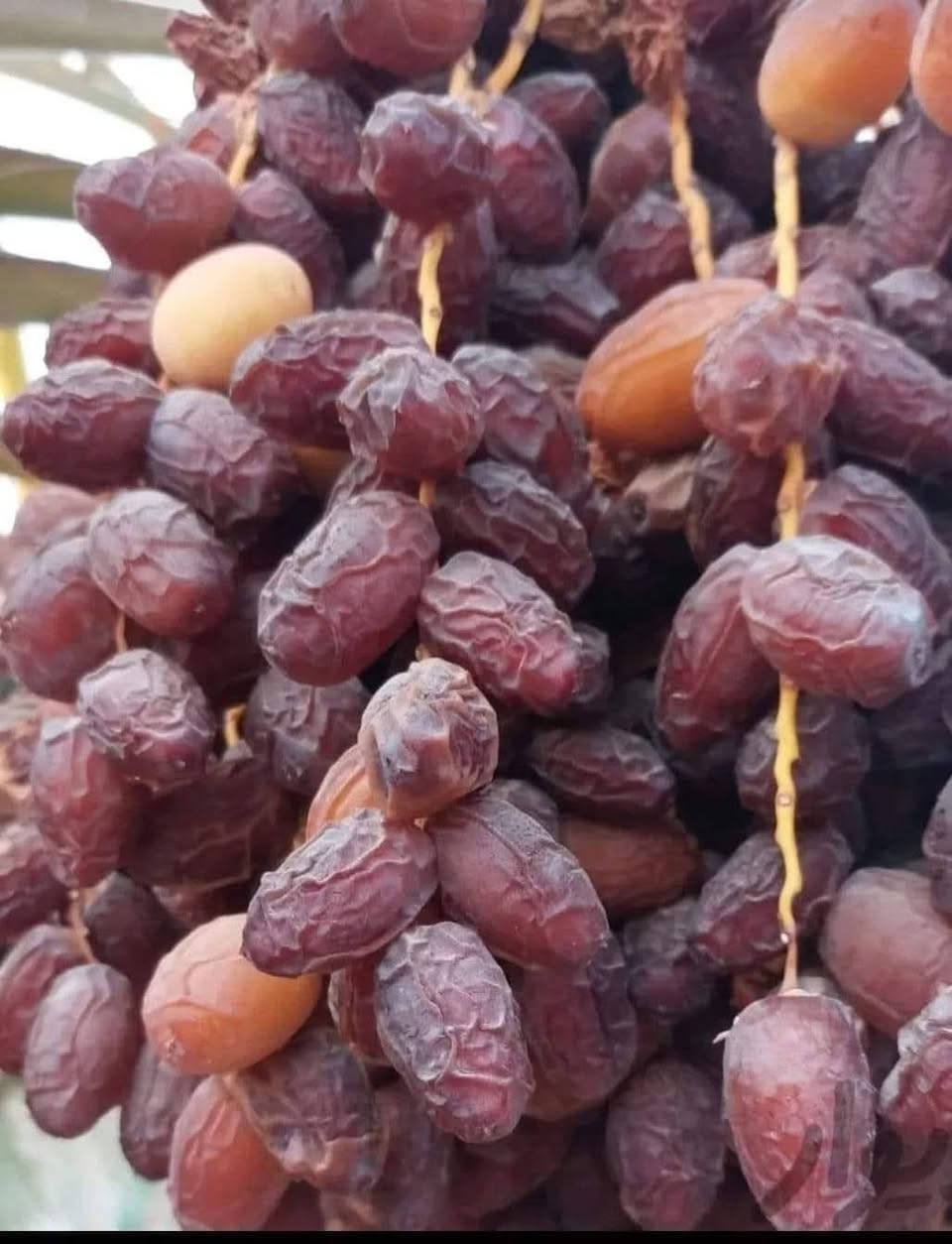 متوفر فسائل بريم سعره الوحده35 ومتوفر فسائل بلكه50 مكاني كربلاء***********
