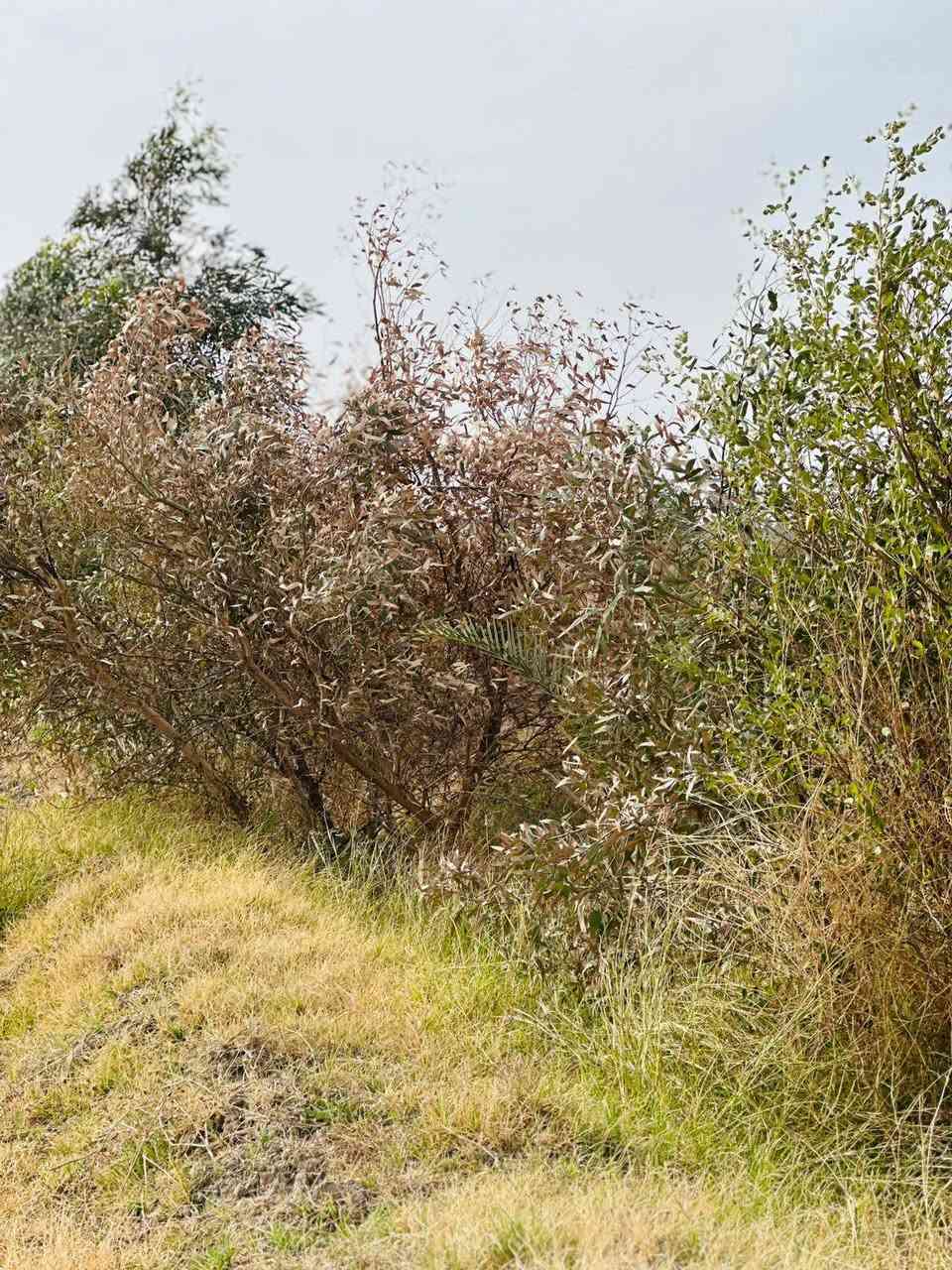 السلام عليكم
دونم زراعي للبيع بي نخل ونبك وكالبتوز متوفر كهرباء وماي اساله وماي سكي صيف وشتا ماينكطع كاعه زراعيه حلوه طريق المشايه قرب صيطره سعره ٢١ وبي مجال بصيط *********** 
*********** مكلف بنشر
