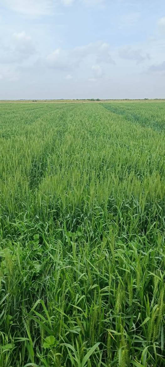 🌾📸 متابعة ميدانية لمزارع الحنطة في قضاء النعمانية
📞 للتواصل مع المزارع:
***********
ضمن الجولات الحقلية المستمرة، يواصل كادر مكتب الزيتون الزراعي متابعة مزارع الحنطة في قضاء النعمانية، للاطلاع على واقع المحصول وتشخيص الحالات الحقلية بشكل دقيق.
🔍 تضمنت الزيارة:
✔️ تقييم الحالة العامة للنبات
✔️ متابعة مراحل النمو وطرد السنابل
✔️ تشخيص الإصابات المرضية والحشرية
✔️ تقديم التوصيات الفنية المناسبة لكل حقل
✔️ وضع برامج تسميد ومكافحة حسب حاجة المحصول
🌱 هدفنا هو رفع كفاءة الإنتاج وتحقيق أفضل مردود للمزارعين من خلال الإرشاد العلمي والخبرة الميدانية.

📞 للاستفسار والمتابعة:
مكتب الزيتون الزراعي
بإدارة المهندس جمال السامرائي
