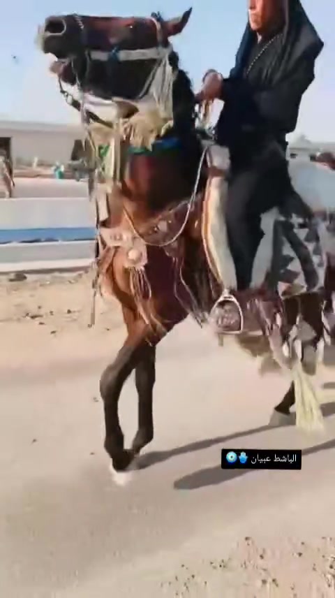 ياالله
السلام عليكم حصان عربي معروف ابوه وام بدون كتاب حصان سالم من كل عيب عمره ٣ونص الارتفاع ١٥٦ مكان واسط ناحيه جصان السعر خاص رقم الهاتف***********
