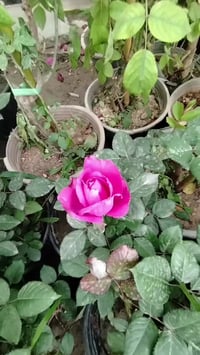 ورد جوري • نبات • بغداد