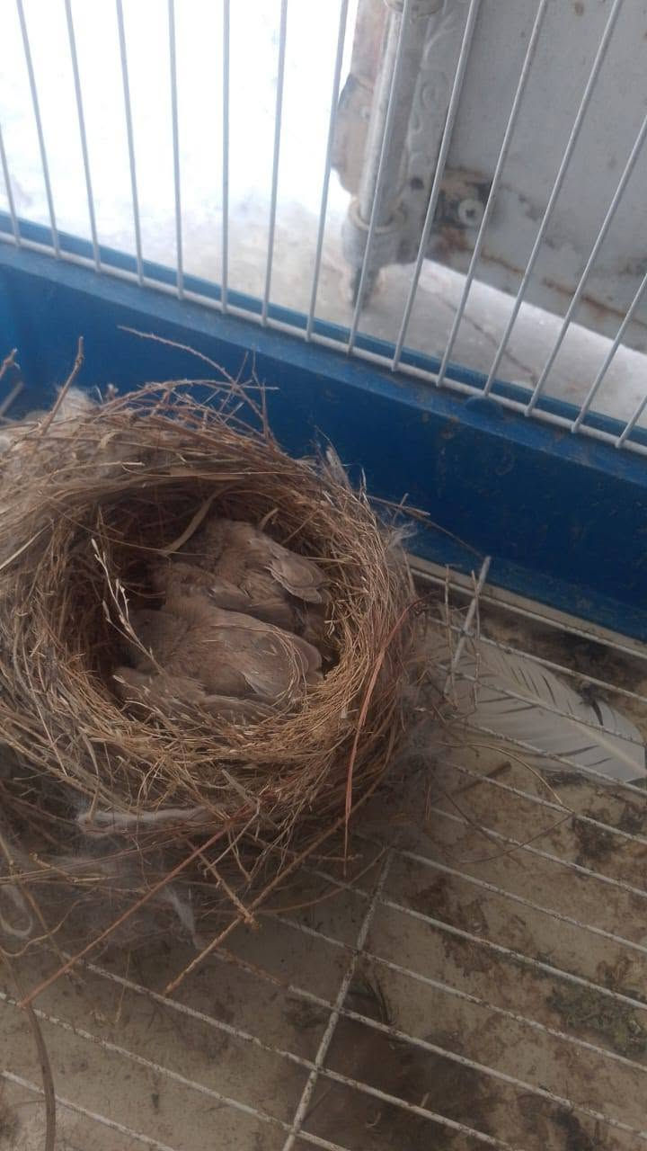 ٣ بلابل ٣٥ الف***********
