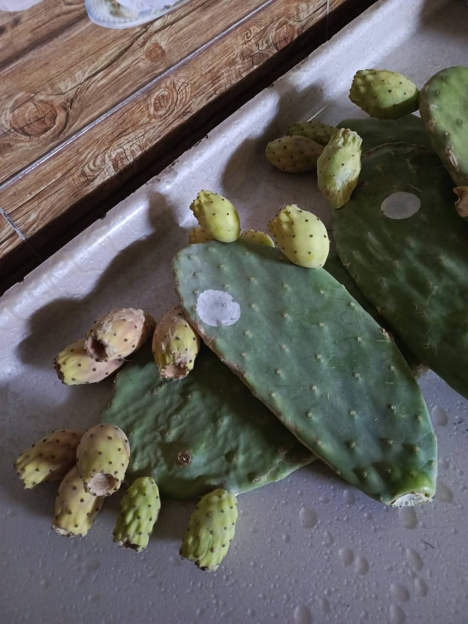 توفرت كفوف التين الشوكي الهجين 🌵 بأنواعه الاربعة الابيض والاحمر والعسلي والسكري بـ سعر 3 الف دينار عراقي 
 يتوفر توصيل لجميع محافظات العراق 
للحجز على الواتساب ***********
لكل الراغبين بـ زراعة التين الشوكي الهجين في عراقنا الحبيب 

👈يمكن زراعة التين الشوكي الهجين على مدار السنة في اي وقت 
⬅️التين الشوكي شجرة معمرة يمكن أن تعيش وتجدد شبابها لعشرات السنوات.
⬅️التين الشوكي هو الاقل في احتياجاته المائية والغذائية.
⬅️التين الشوكي يحرس نفسه بنفسه
⬅️التين الشوكي يحقق لك اكبر عائد بأقل مصروف من بين كل الزراعات،
⬅️التين الشوكي يتحمل درجة ملوحة حتى 4600 جزء في المليون. 
⬅️التين الشوكي اكثر النباتات تحملاً للظروف المناخية المتقلبه في الصحراء،
⬅️ التين الشوكي له فوائد عظيمة لا تعد ولا تحصى لـ جسم الانسان .
👈معاً سنرفع العائد الاقتصادي لزراعة التين الشوكي بشكل غير مسبوق في عراقنا الحبيب. 
الأخوة الاعزاء
أصناف التين الشوكي عندنا الهجين الاحمر والابيض والاصفر والسكري السوري الاملس 
 #التين_الشوكي #كفوف #العراق #المحافظات #فرصة_استثمارية #ارباح #ثمار_طبيعية #تجارة #زراعة
