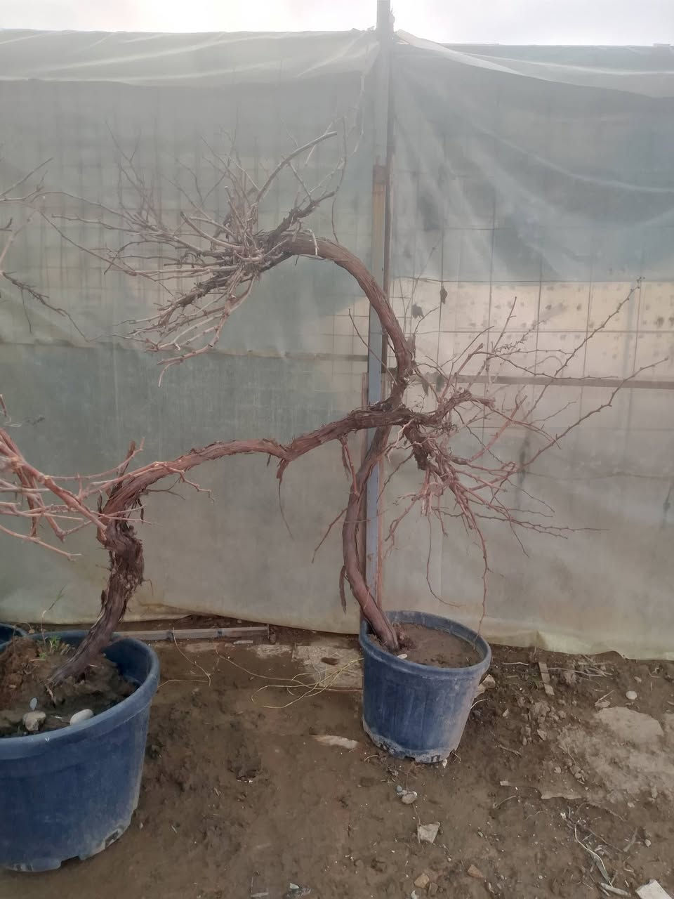 أهلاً بك في مشتل ميرنا، حيث نؤمن أن كل بذرة هي وعد بحياة خضراء، وكل نبتة هي حكاية نمو نرويها معك. نحن لسنا مجرد مكان لبيع الشتلات، بل نحن شركاؤك في تحويل مساحاتك الخاصة إلى جنات غناء تنبض بالحيوية والجمال.
🌿 رؤيتنا في مشتل ميرنا
في مشتل ميرنا، نسعى لأن نكون الوجهة الأولى لكل عشاق الطبيعة والجمال. نجمع بين الخبرة الزراعية العميقة واللمسة الفنية المعاصرة لنقدم لكم مجموعة مختارة بعناية من النباتات التي تناسب مناخنا وتضفي لمسة من السحر على منازلكم وحدائقكم.
🌱 ما الذي يميزنا؟
نحن في مشتل ميرنا ندرك أن النبات يحتاج إلى أكثر من مجرد ماء؛ إنه يحتاج إلى العناية والشغف. إليك ما نقدمه:
تنوع استثنائي: نوفر تشكيلة واسعة تشمل الأشجار المثمرة، زهور الزينة الموسمية، والنباتات الداخلية (الظلية) النادرة.
جودة تضمن الاستدامة: شتلاتنا تخضع لرقابة زراعية دقيقة، مما يضمن لك نباتات قوية، خالية من الآفات، وجاهزة للازدهار في بيئتها الجديدة.
استشارات زراعية متخصصة: فريقنا ليس مجرد بائعين، بل هم خبراء زراعيون مستعدون للإجابة على تساؤلاتكم حول طرق الري، التسميد، واختيار الموقع الأمثل لكل نبتة.
تنسيق الحدائق (Landscaping): نساعدك في تصميم وتنسيق حديقة أحلامك، سواء كانت حديقة منزلية صغيرة أو مساحة خضراء واسعة، مع مراعاة التوازن البصري والاحتياجات البيئية.      توصيل كافة أحياء اربيل 
تواصل مشتل ميرنأ /***********.        ***********
بي سعار مناسبه جدن زورونا تجدون ما يسركم
