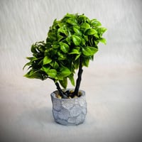 سندان • نبات صناعي صغير • الموصل حي الفلاح